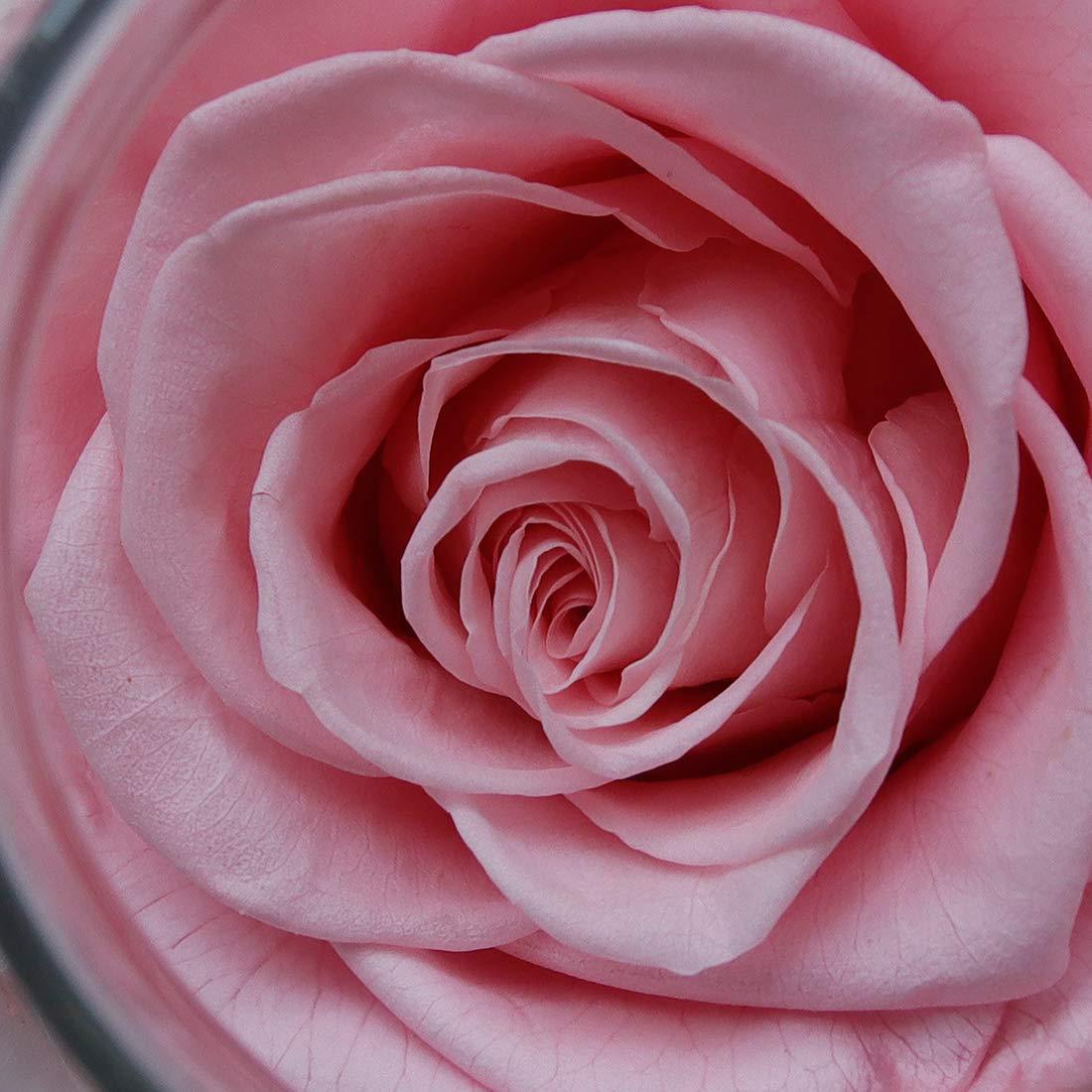 Wishing Bottle Eternal Rose Flower Eternal Valentine's Day Gift LED Light Home Ornament Decoration Holiday Gift